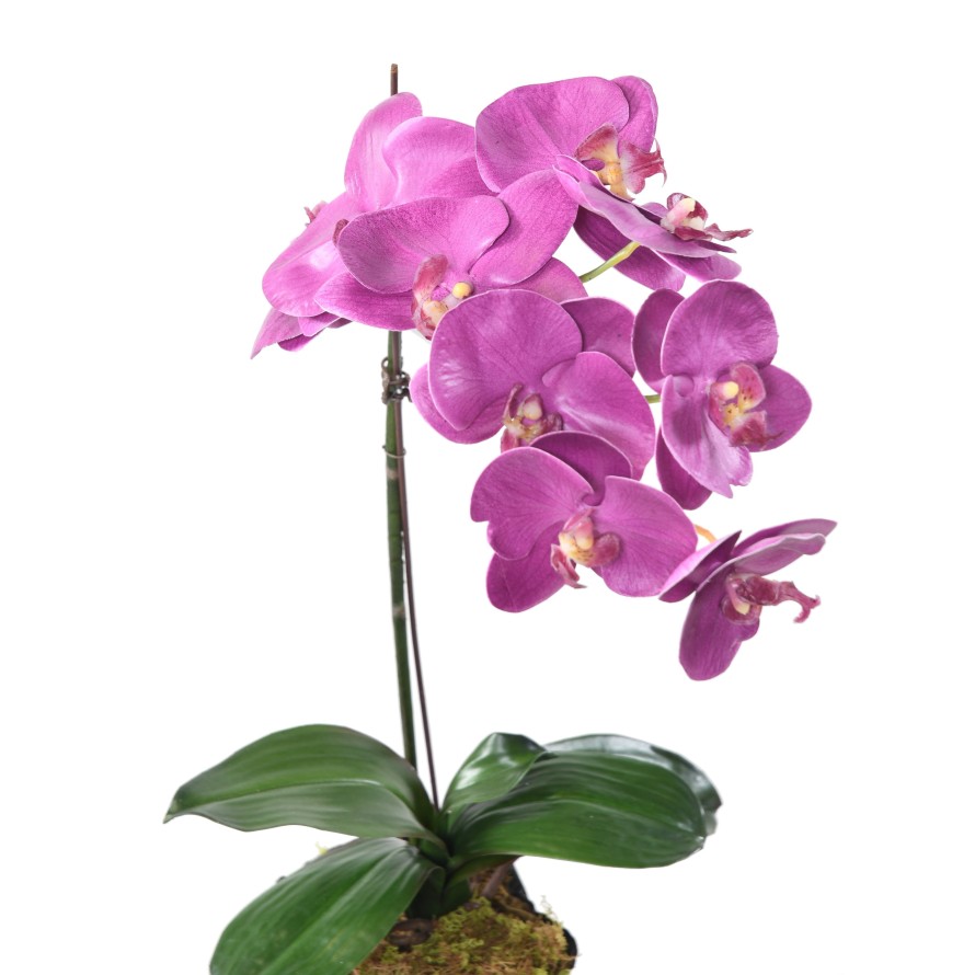 PHALAENOPSIS WURZELBALLEN 60