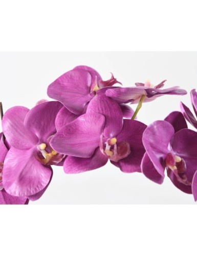 PHALAENOPSIS WURZELBALLEN 60
