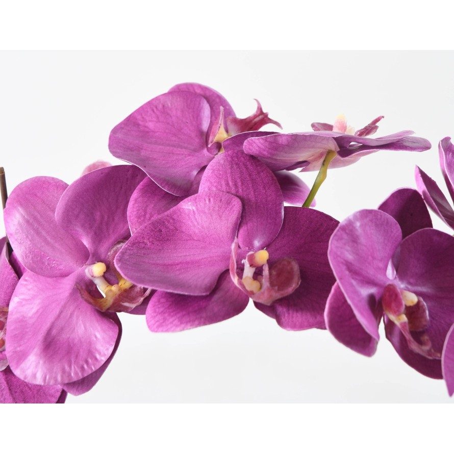PHALAENOPSIS WURZELBALLEN 60
