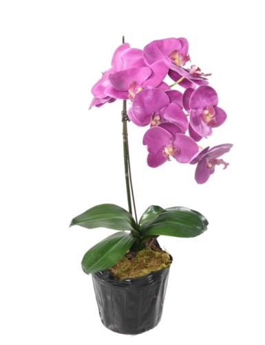 PHALAENOPSIS ORQUÍDEA MOTTE 60