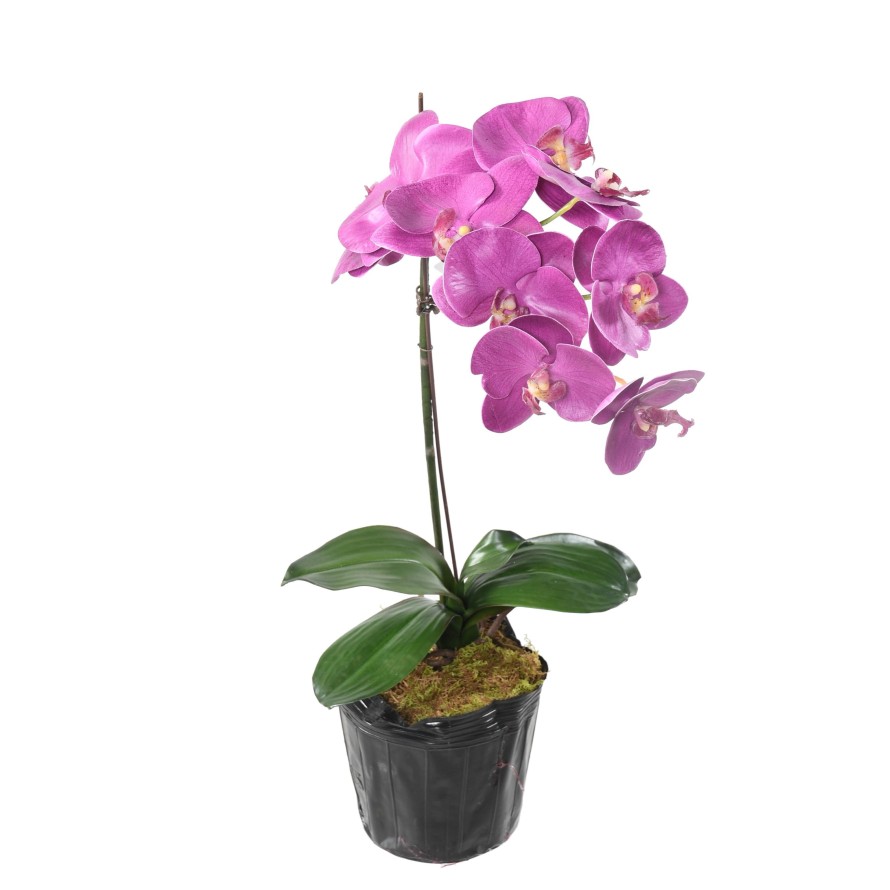 PHALAENOPSIS ORQUÍDEA MOTTE 60