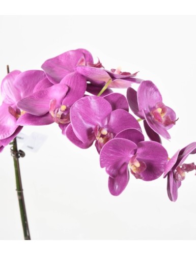 PHALAENOPSIS WURZELBALLEN 60