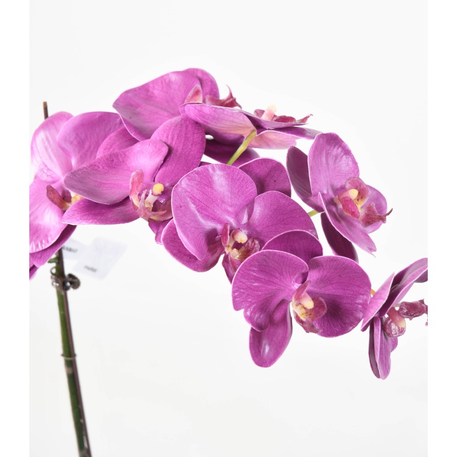 PHALAENOPSIS WURZELBALLEN 60