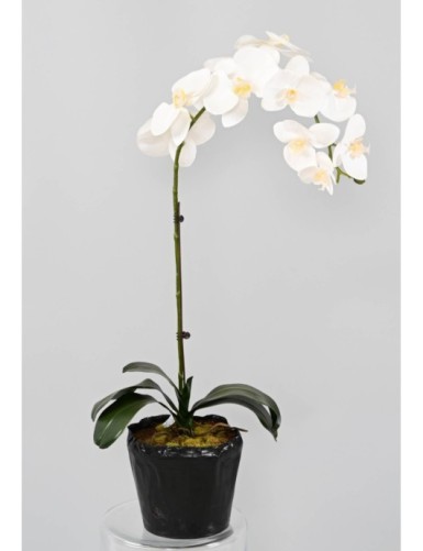 PHALAENOPSIS ORQUÍDEA...