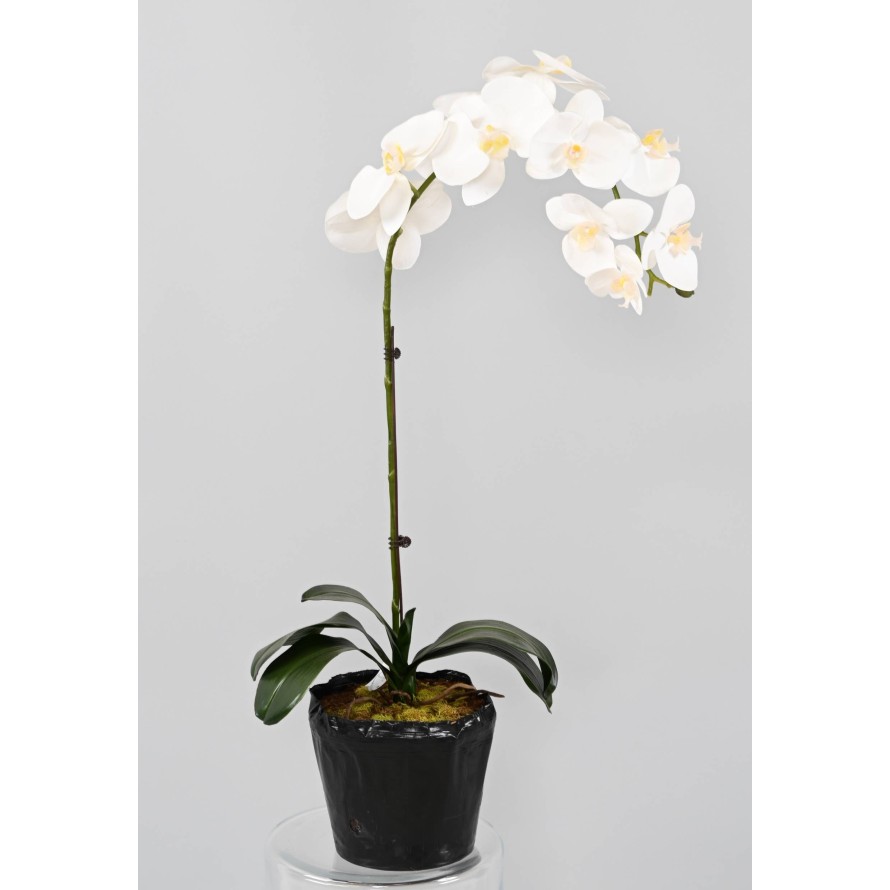 PHALAENOPSIS WURZELBALLEN 60