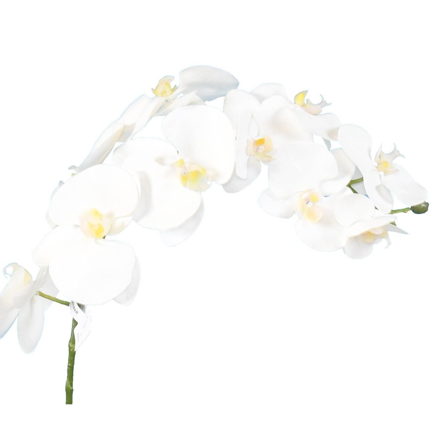 PHALAENOPSIS WURZELBALLEN 60