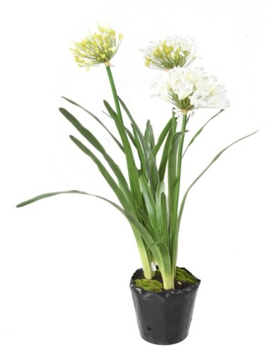 AGAPANTHUS MIT WURZELBALLEN