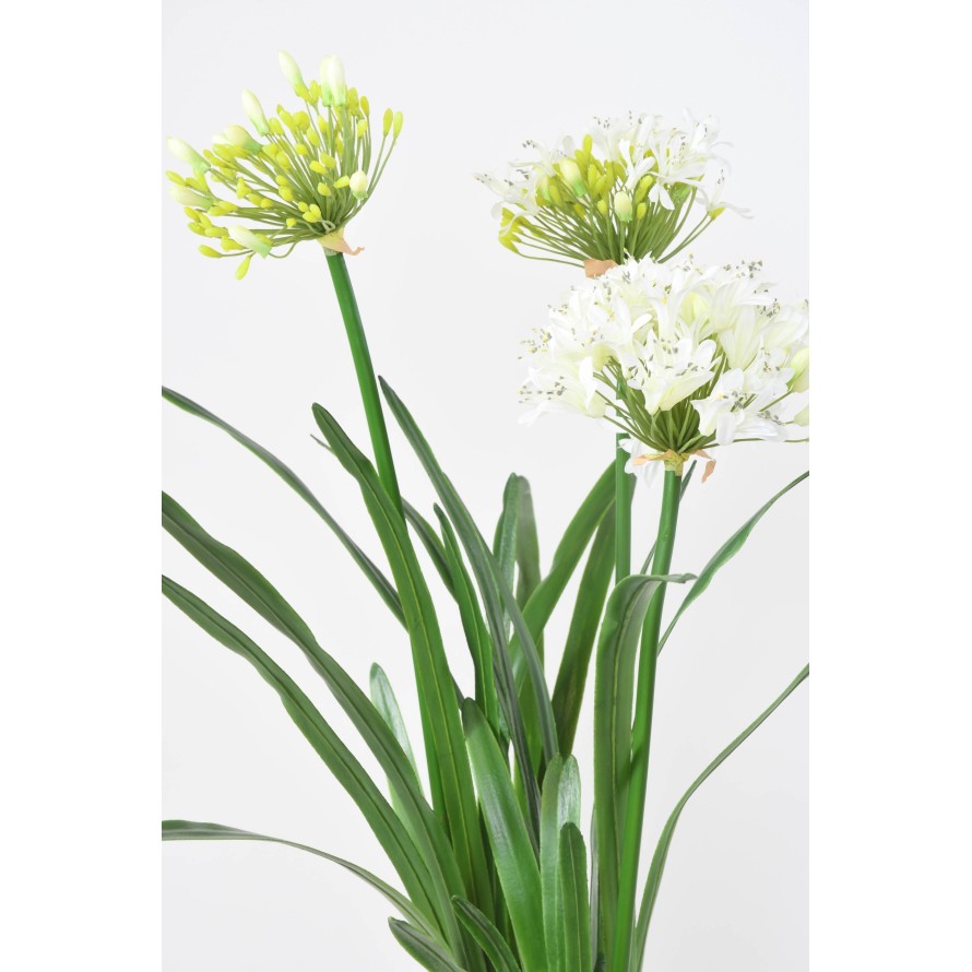 AGAPANTHUS MIT WURZELBALLEN