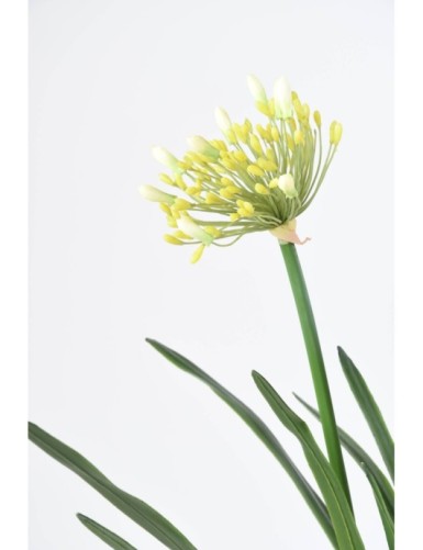 AGAPANTHUS MIT WURZELBALLEN