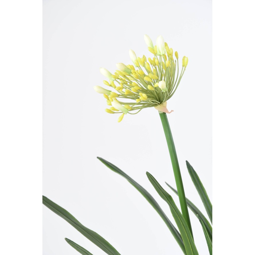 AGAPANTHUS MIT WURZELBALLEN