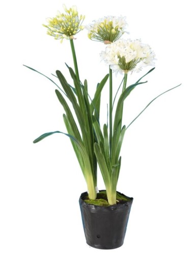 AGAPANTHUS MIT WURZELBALLEN