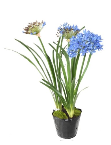 AGAPANTHUS MIT WURZELBALLEN