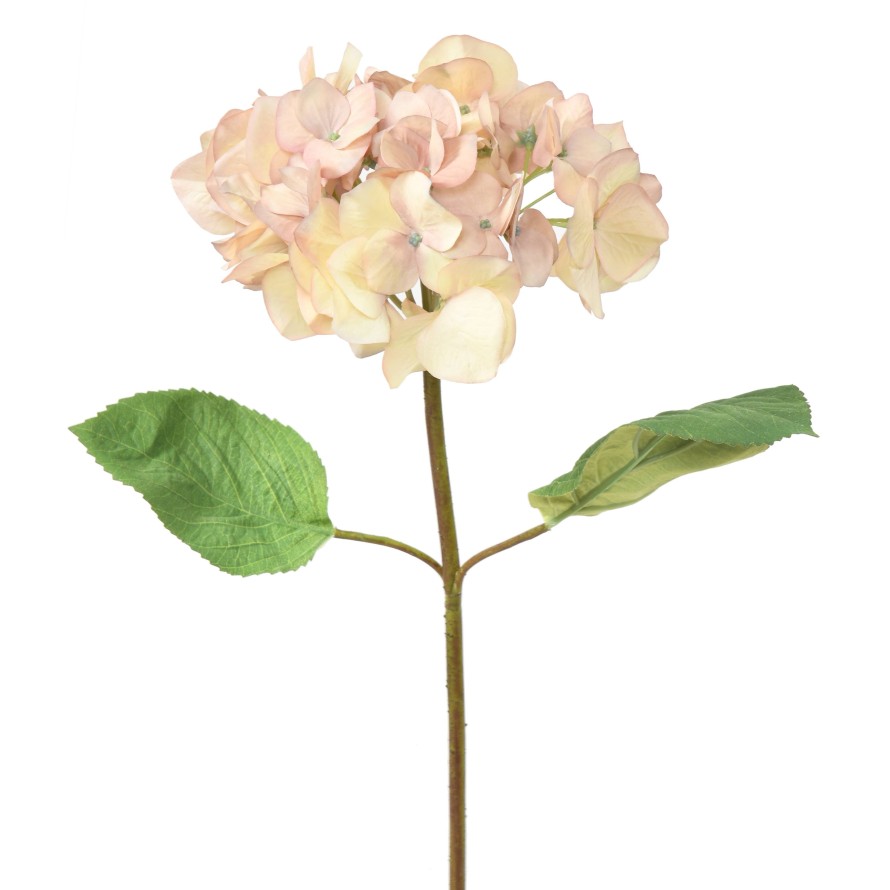HORTENSIA CABEZA