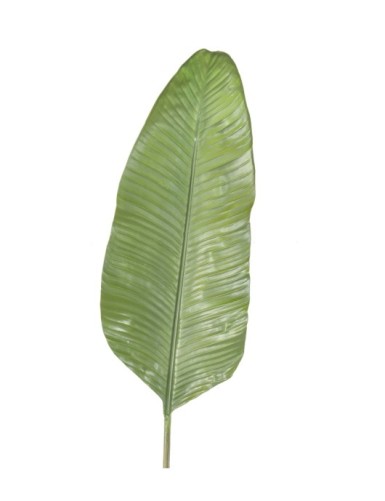 STRELITZIA (Ave del...