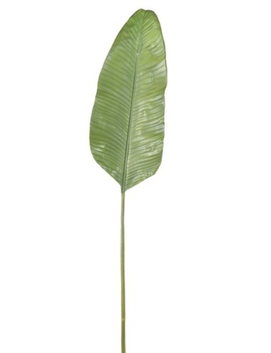 STRELITZIA (Ave del paraíso) HOJA 165