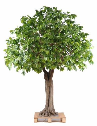 PLÁTANO ÁRBOL