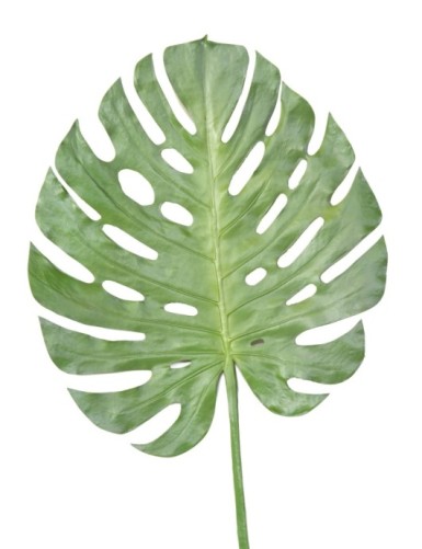 PHILODENDRON MONSTERA TALLO...