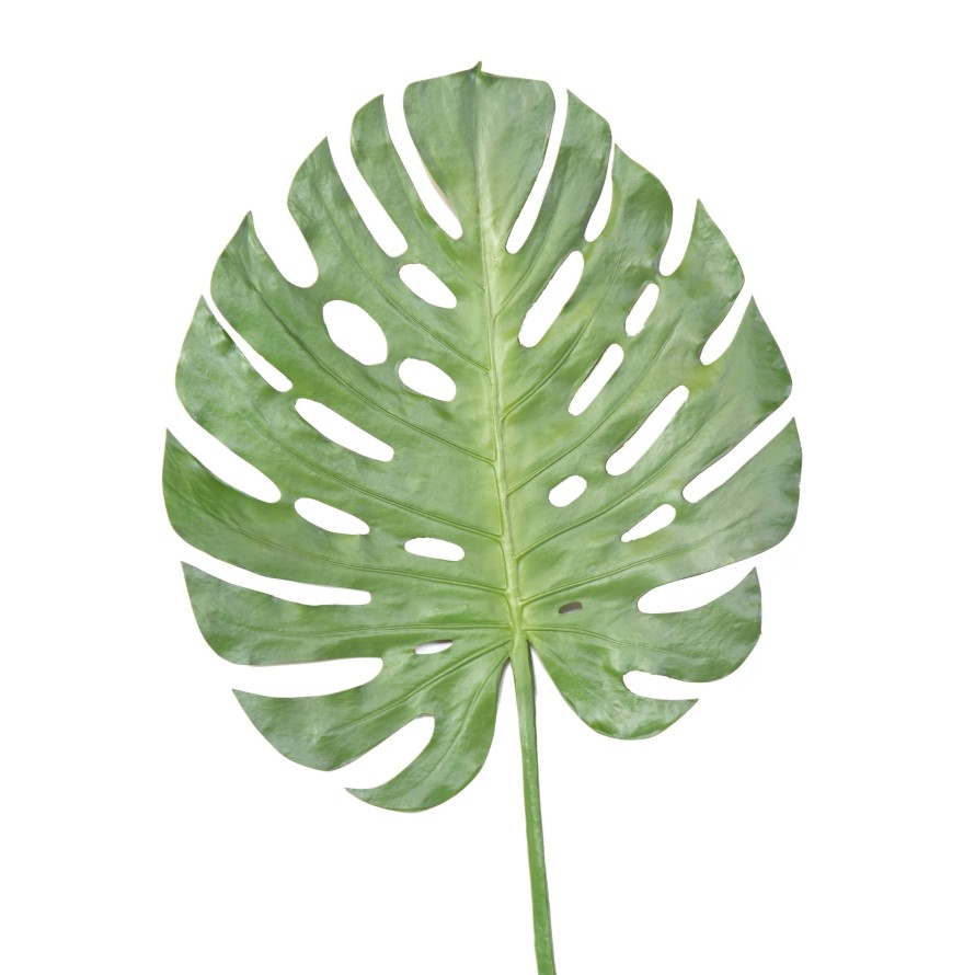 PHILODENDRON MONSTERA STAMM 120