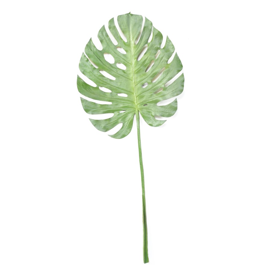 PHILODENDRON MONSTERA STAMM 120