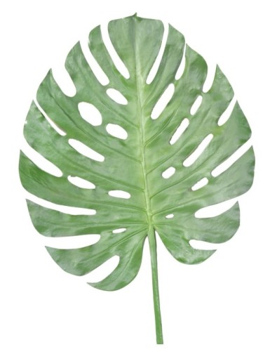 PHILODENDRON MONSTERA TALLO 120