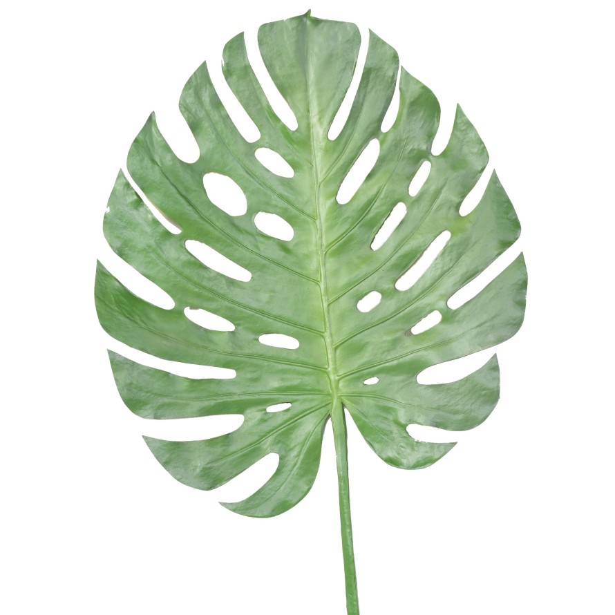 PHILODENDRON MONSTERA STAMM 120
