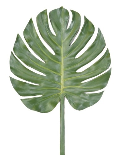 PHILODENDRON MONSTERA TALLO...