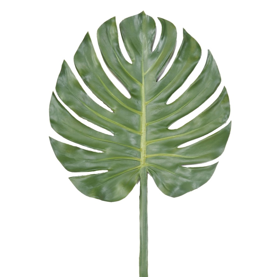 PHILODENDRON MONSTERA TALLO 100
