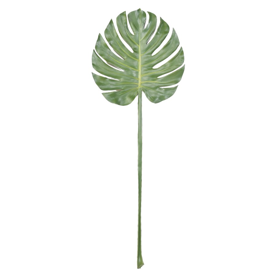 PHILODENDRON MONSTERA STAMM 100