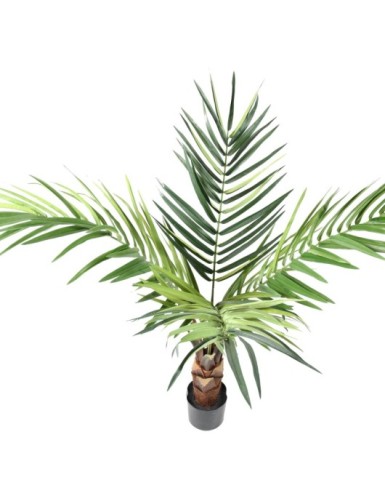 KENTIA PALMERA tronco