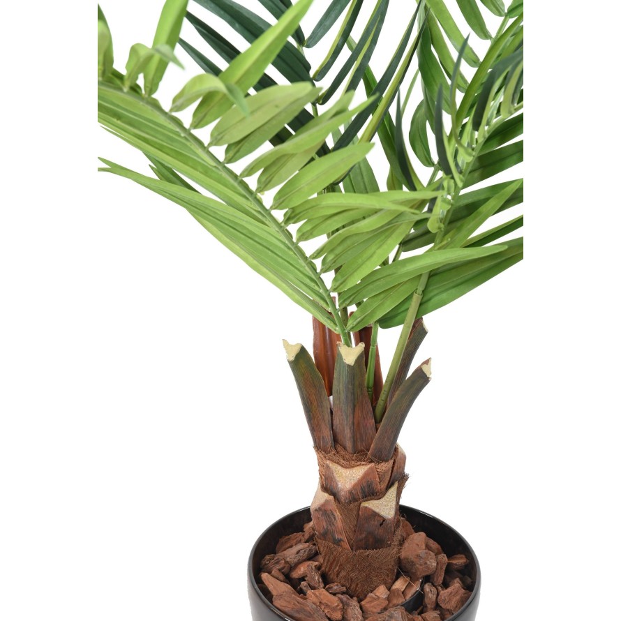 KENTIA PALMERA tronco