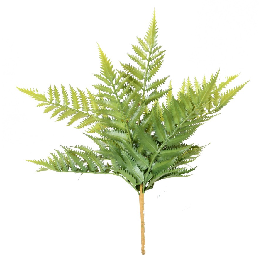 FERN 12