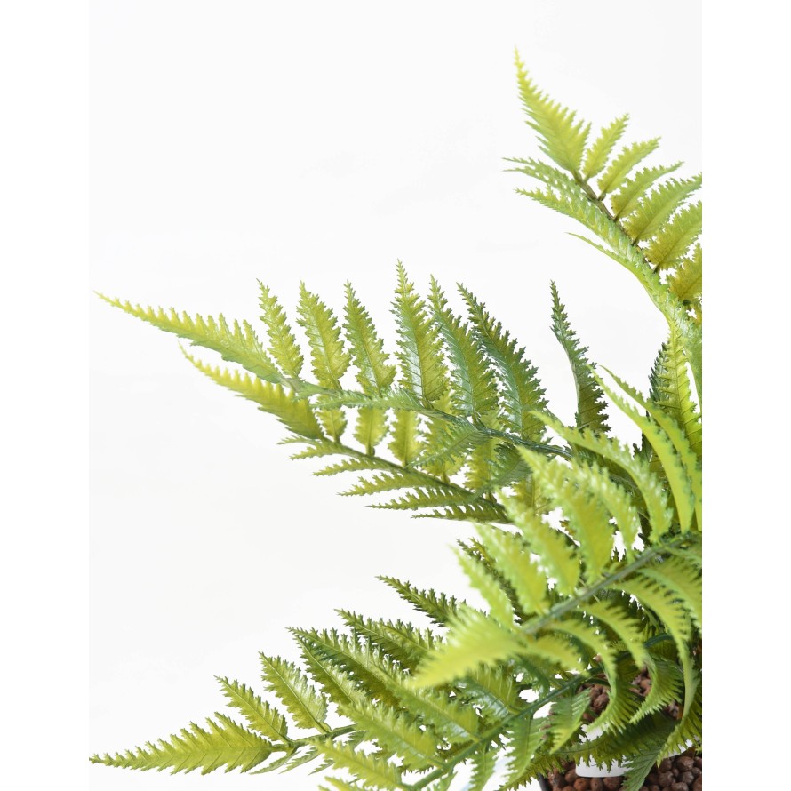 FERN 12