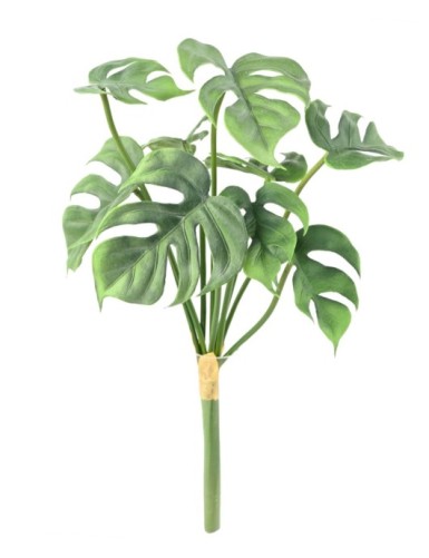 PHILODENDRON MONSTERA *9