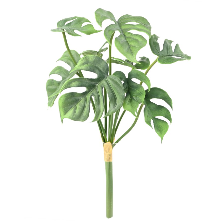 PHILODENDRON MONSTERA *9