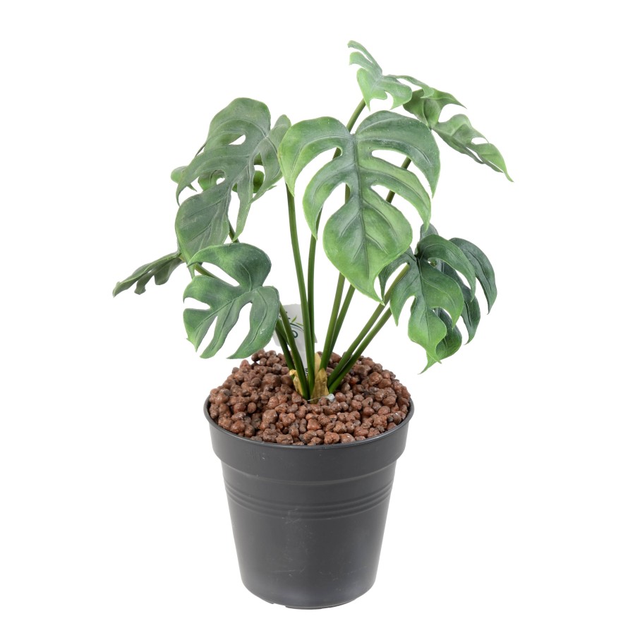 PHILODENDRON MONSTERA *9