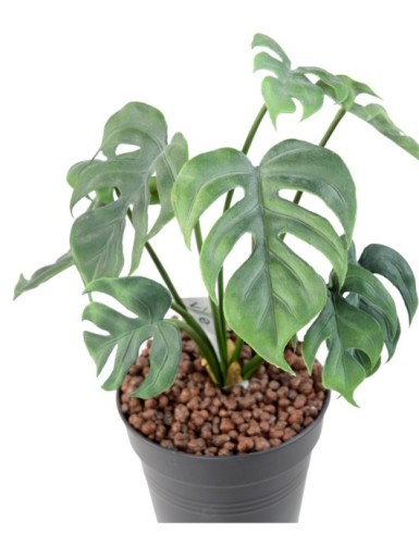 PHILODENDRON MONSTERA *9