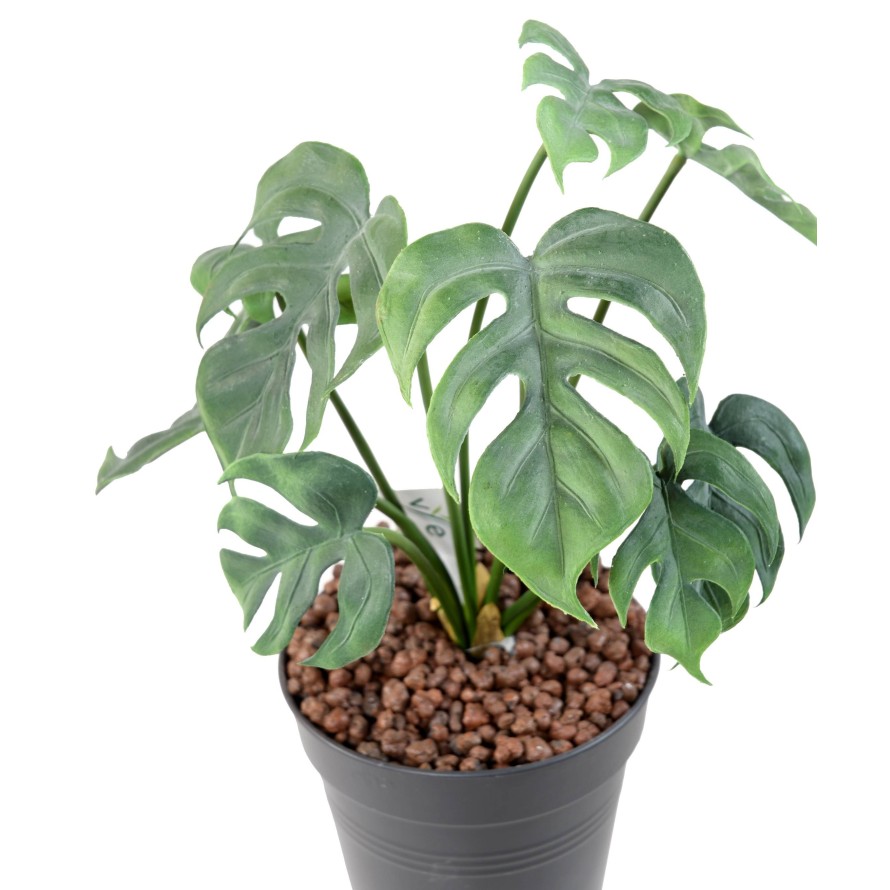 PHILODENDRON MONSTERA *9