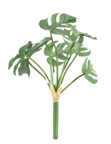 PHILODENDRON MONSTERA *9