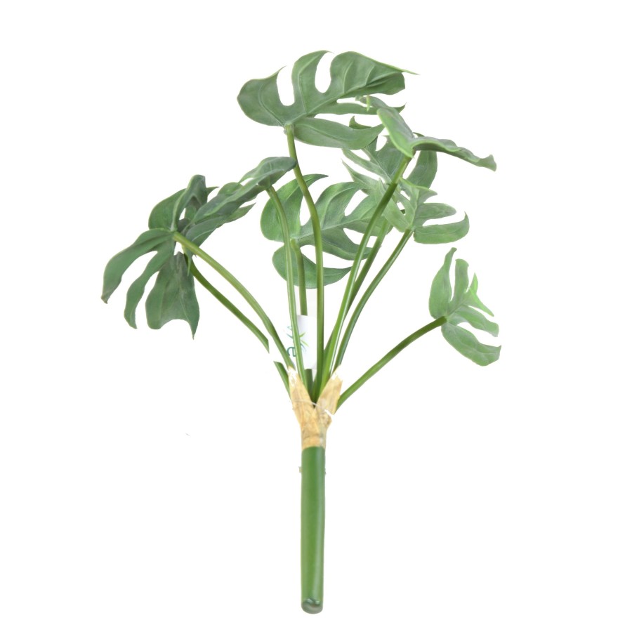 PHILODENDRON MONSTERA *9