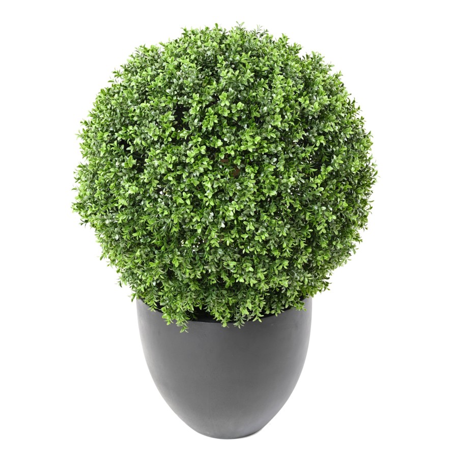 BOXWOOD BALL NEW REGULAR UV
