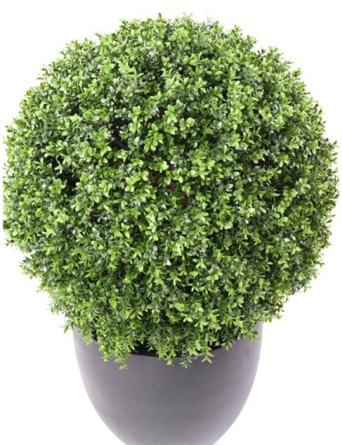 BOXWOOD BALL NEW REGULAR UV