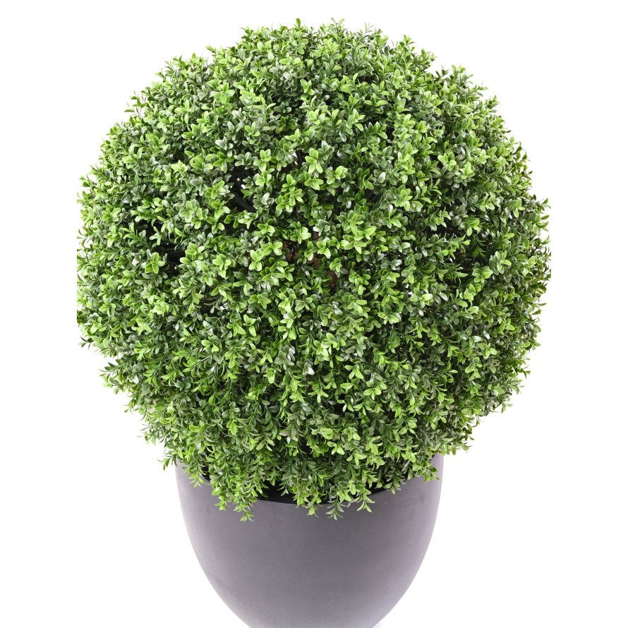 BOXWOOD BALL NEW REGULAR UV