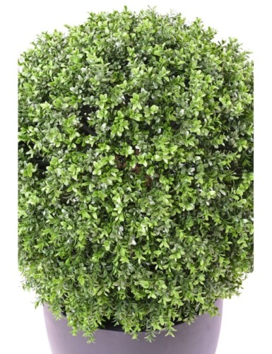 BOXWOOD BALL NEW REGULAR UV