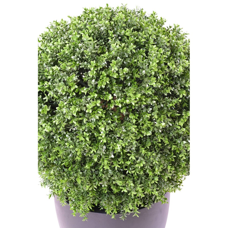 BOXWOOD BALL NEW REGULAR UV
