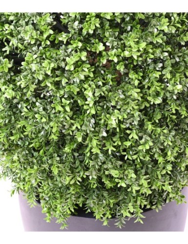BOXWOOD BALL NEW REGULAR UV