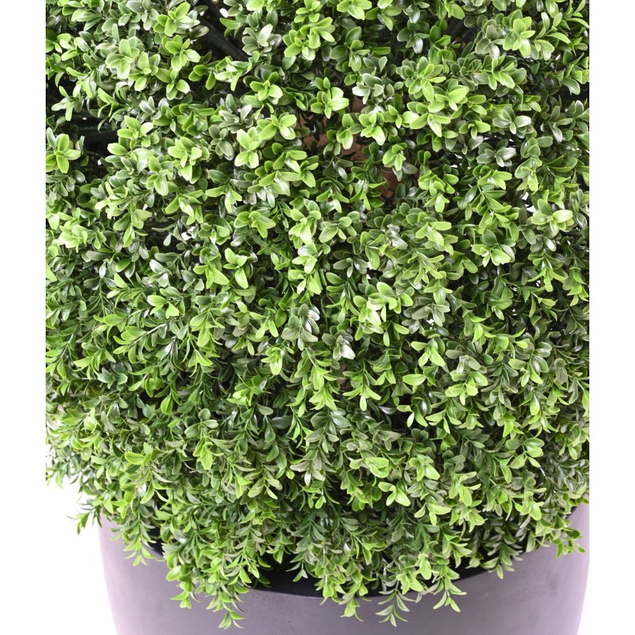 BOXWOOD BALL NEW REGULAR UV