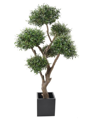 OLIVENBAUM BONSAI MULTIKRONE