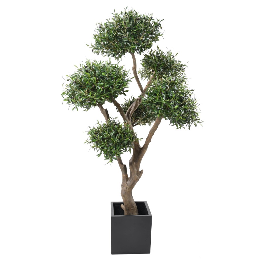 OLIVENBAUM BONSAI MULTIKRONE