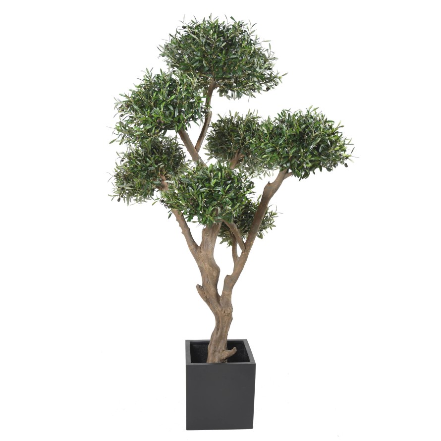 OLIVENBAUM BONSAI MULTIKRONE