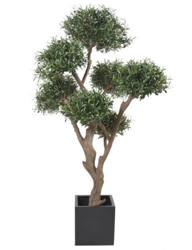 OLIVENBAUM BONSAI MULTIKRONE